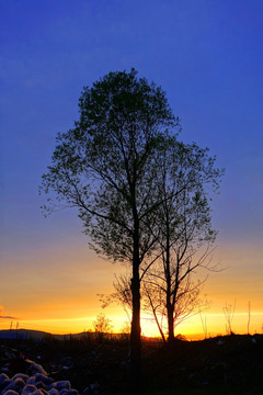 树木夕阳