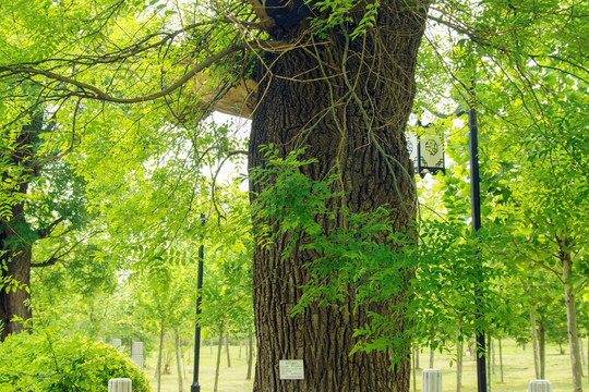 绿树枝