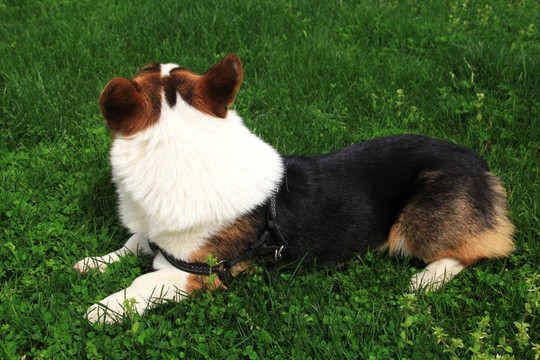 柯基犬