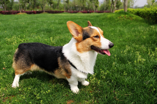 柯基犬