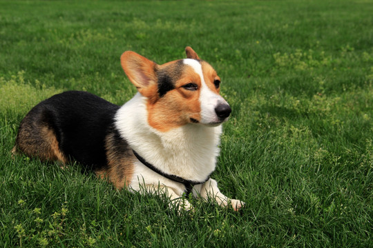 柯基犬