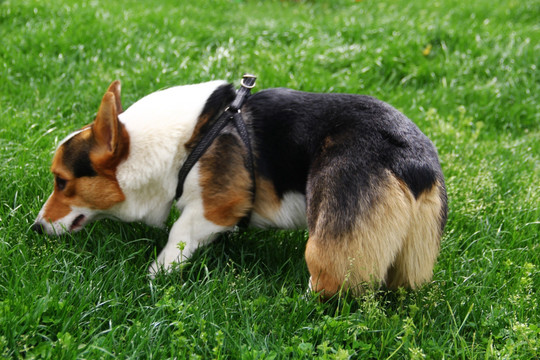 柯基犬