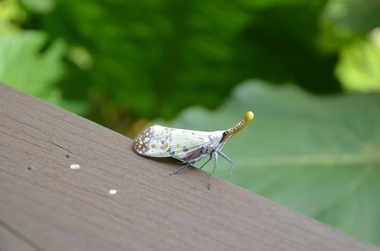 奇异昆虫