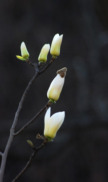 玉蘭花