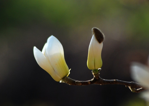 玉兰花