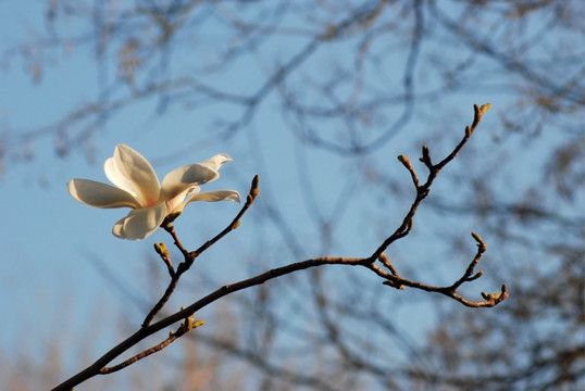 玉兰花