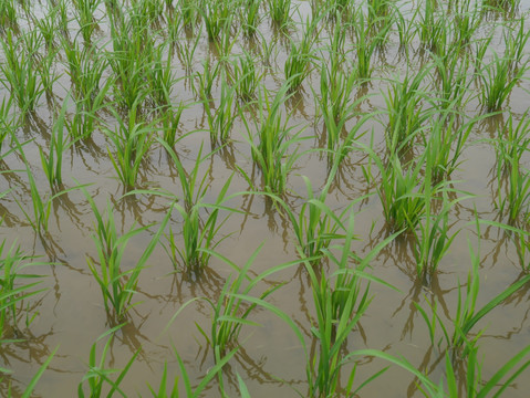 水稻田地