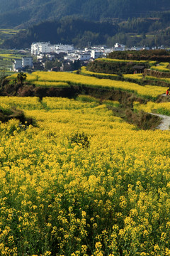 婺源 江岭