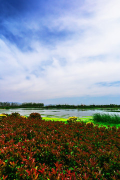 昆明滇池斗南湿地公园