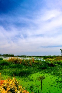 昆明滇池斗南湿地公园
