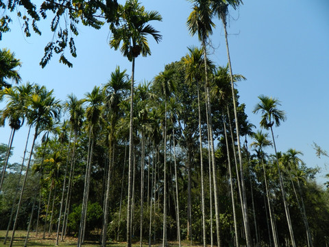 植物园狐尾椰子
