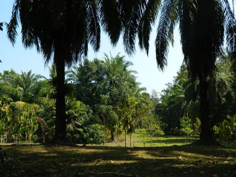 棕榈景观