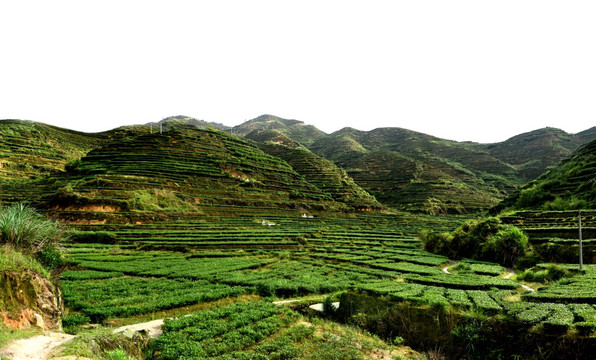 铁观音高山茶山同发山