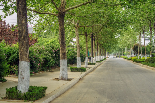 法桐 公路