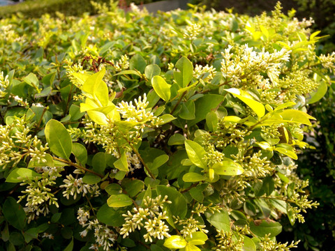 绿色植物背景材料