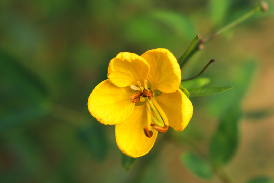 黄槐决明花