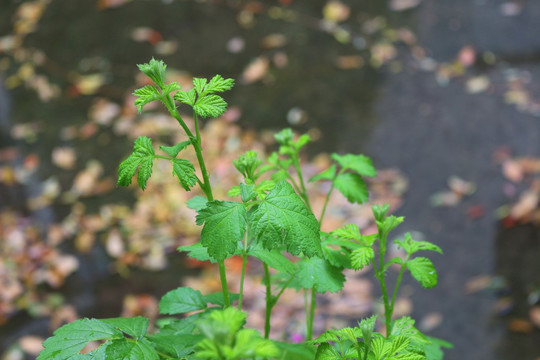 山莓植株