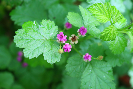 茅莓花