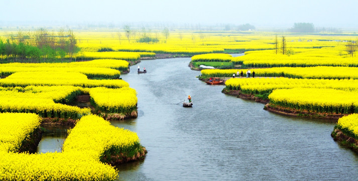 江苏兴化千垛油菜花风景