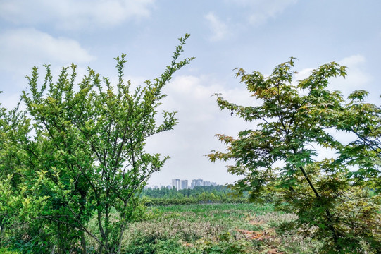 白鹭湾湿地公园