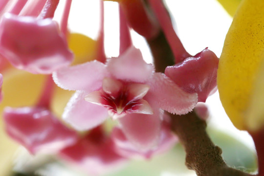 球兰花 粉花