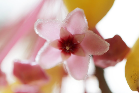 球兰花 粉花