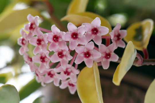 球兰花 粉花