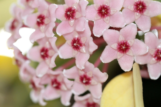 球兰花 粉花