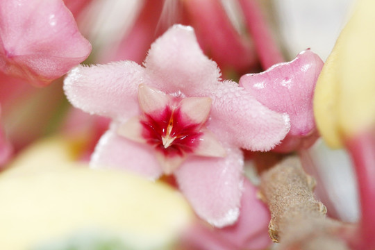 球兰花 粉花