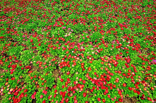 红色雏菊花圃背景素材