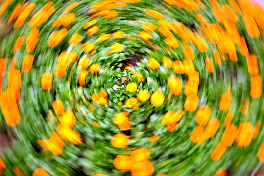 旋焦摄影黄色菊花