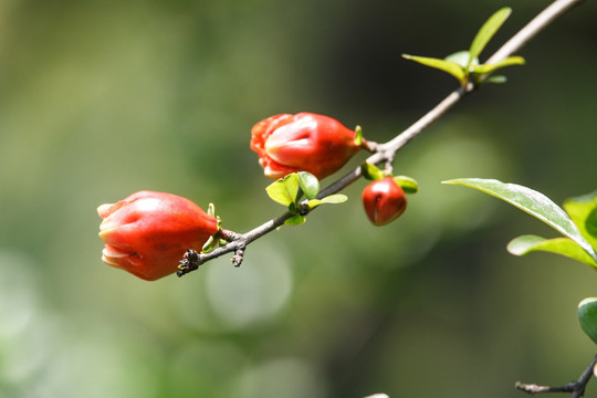 石榴花