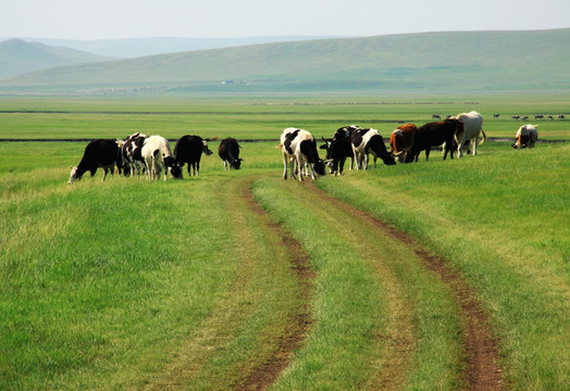 草原牧场牛群和自然路