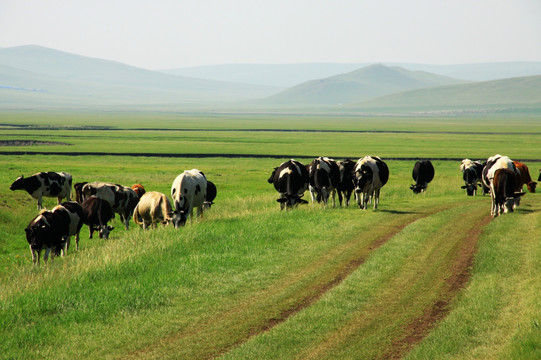 草原上的牛群与自然路