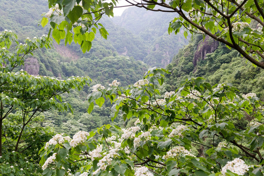 油桐花