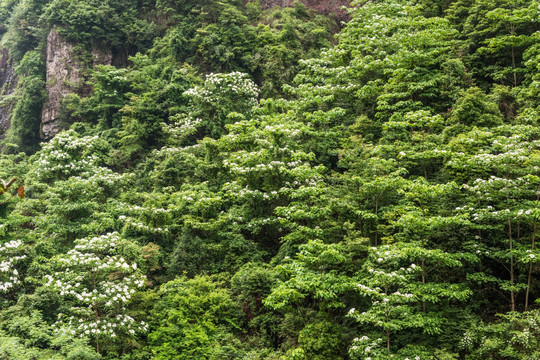 油桐花