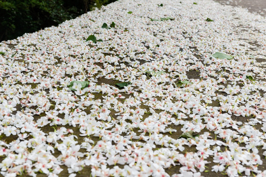 油桐花