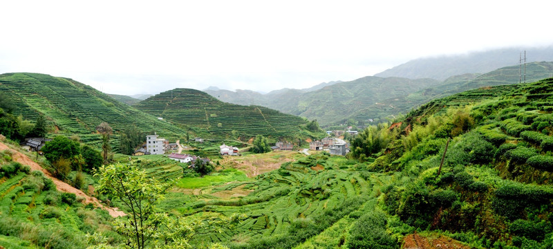 铁观音高山茶山同发山