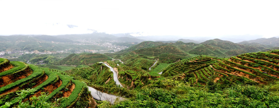 铁观音高山茶山同发山