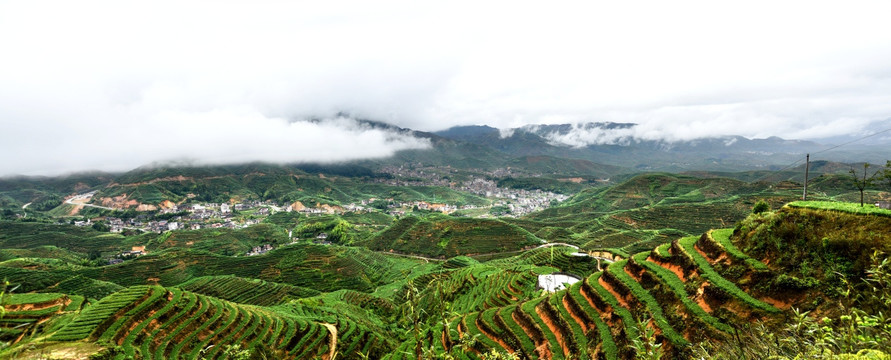 铁观音高山茶山同发山全景