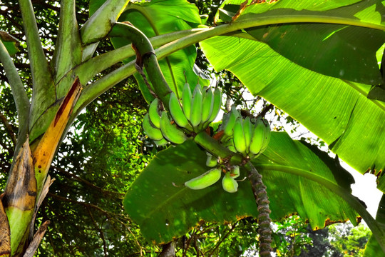 芭蕉树