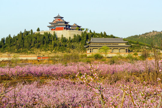 甲子园桃花