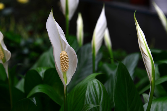 白鹤芋 马蹄莲