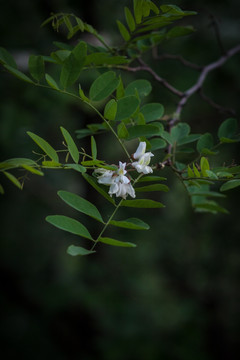 槐花