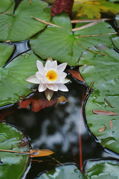 池塘里的莲花