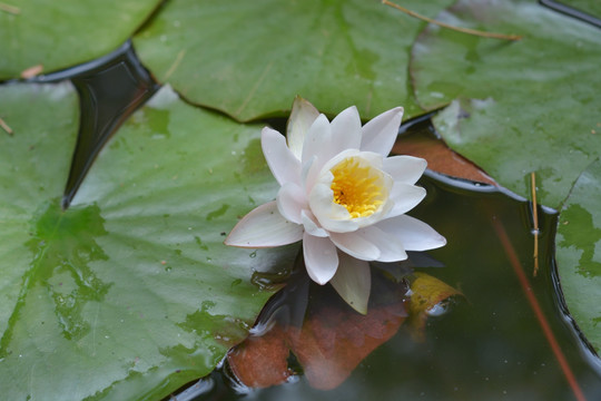 水面上的莲花