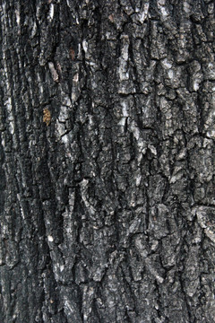榆树树皮