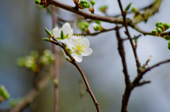 梨花