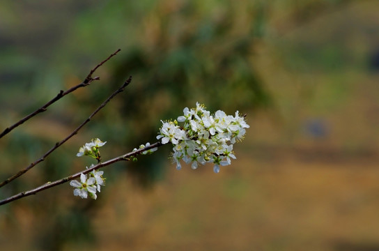 梨花