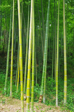 竹海 竹林